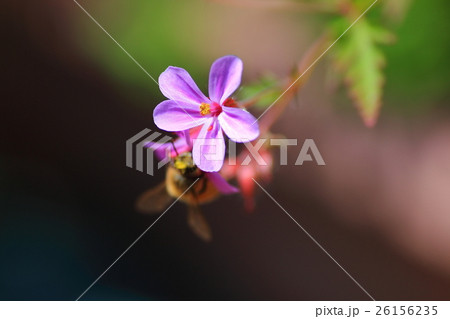 ミツバチとヒメフウロ 26156235