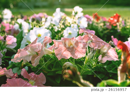 flower 26156957