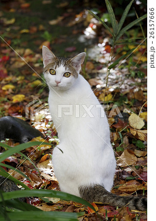 秋の中で振り返る猫の写真素材