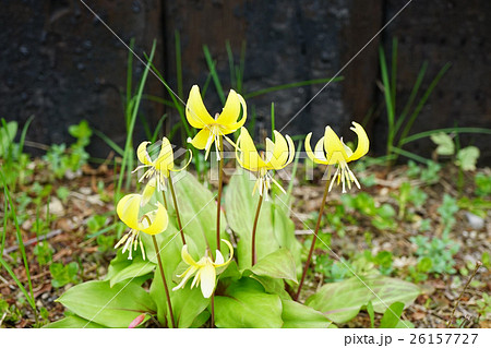 華麗なキバナカタクリ 26157727