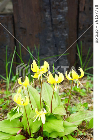 華麗なキバナカタクリ 26157728