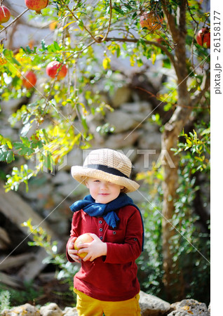 Cute child picking ripe pomegranate in sunny tree garden in Italy Cute child picking ripe pomegranate in sunny tree garden in Italy 26158177