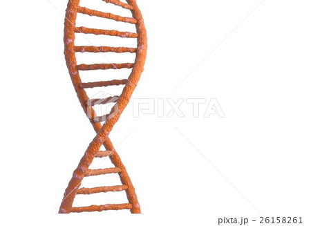 DNA molecule structure isolated in white. 3d DNA molecule structure isolated in white. 3d 26158261
