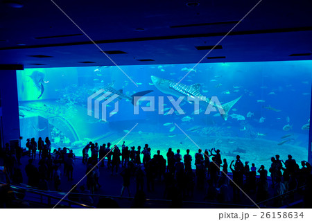 沖縄美ら海水族館 26158634