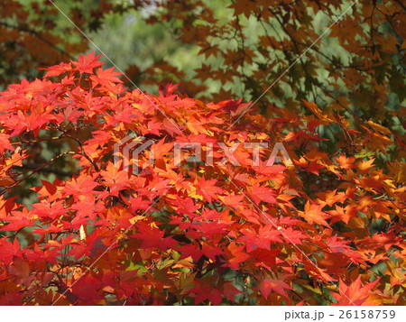 紅葉 26158759