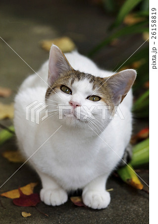 秋、何か言いたげな猫 26158819
