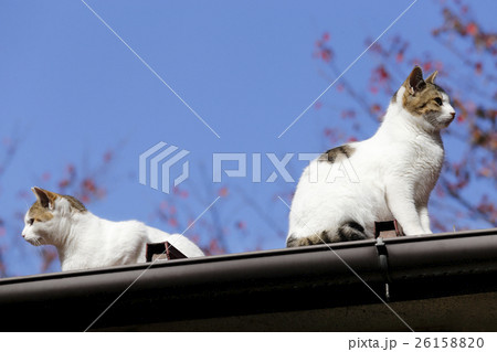 屋根の上の兄弟猫 26158820