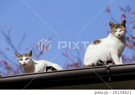 屋根の上の兄弟猫の写真素材