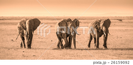 Herd of elephants in Amboseli National park Kenya Herd of elephants in Amboseli National park Kenya 26159092