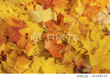 Maple leaves background Maple leaves background 26160510