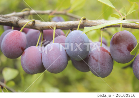 Plums on a branch 26160516