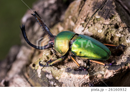 Green Stag Beetle (Lamprima adolphinae) 26160932