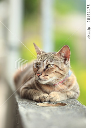 猫 ねこ ネコ 26161178