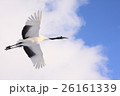 空に舞うタンチョウヅル　 26161339
