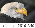 見つめるハクトウワシ 26161340