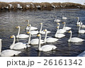 白鳥の群れ 26161342