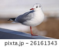 見つめるユリカモメ 26161343