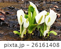 水芭蕉の群生２ 26161408
