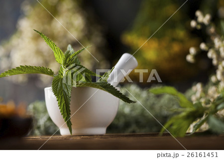 Fresh medicinal, healing herbs on wooden Fresh medicinal, healing herbs on wooden 26161451