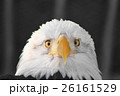 見つめるハクトウワシ　 26161529