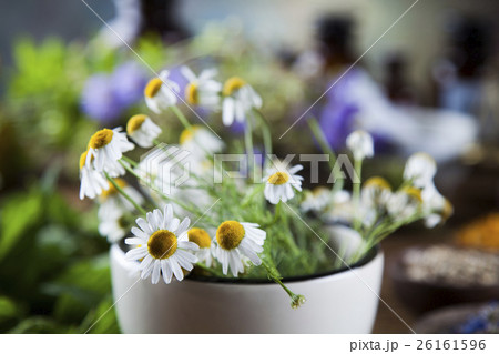 Herbs, berries and flowers with mortar 26161596