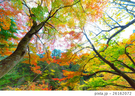【紅葉】秋　イメージ【紅葉】秋　イメージ 26162072
