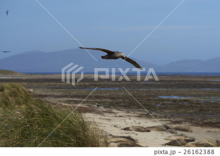 Southern Giant Petrel Southern Giant Petrel 26162388