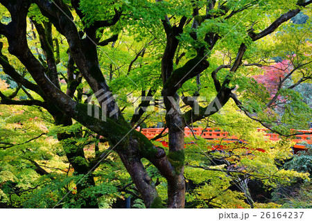 秋の養父神社 26164237