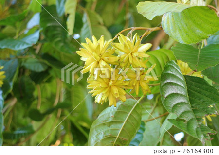 カレンボクの実　Camptotheca acuminata Decne 26164300