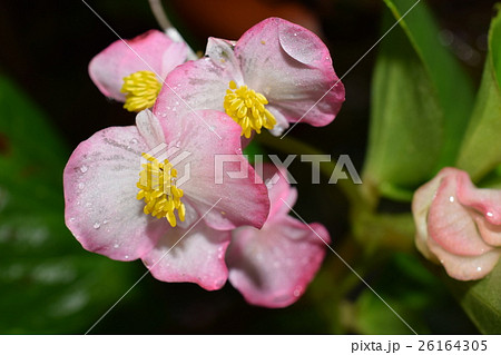 きれいなベゴニアの花 26164305