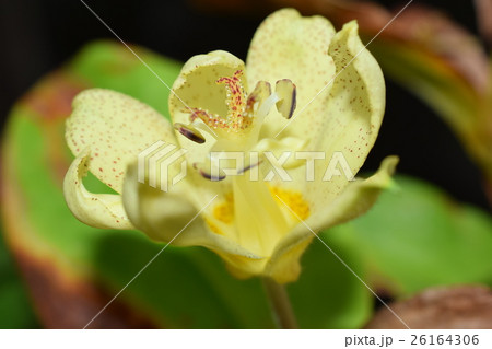 黄色のホトトギス 26164306