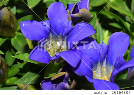 珍しいアマギリンドウの花 26164307