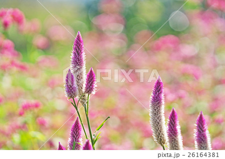 ノゲイトウ 26164381