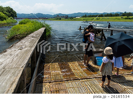 魚野川　堀之内　やな場　魚とり　新潟県　魚沼市 26165534