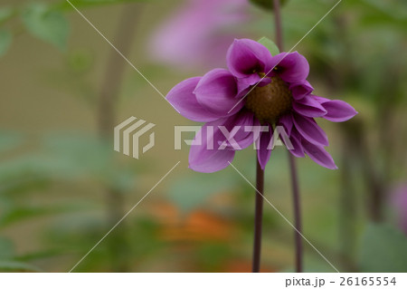 ダリア 花畑の写真素材