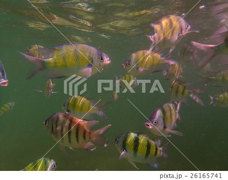 海水魚 海水魚 26165741