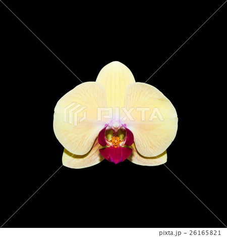yellow orchid isolated on black with clipping path 26165821
