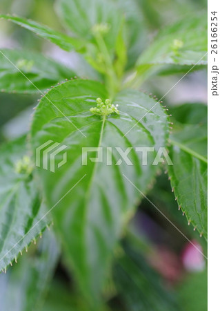 絶滅危惧植物　リュウキュウハナイカダ　(準絶滅危惧(NT)) 26166254