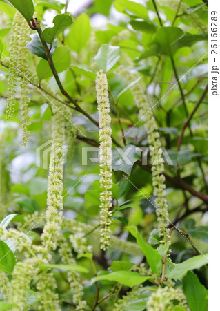 イテア・イリキフォリアの花 26166289