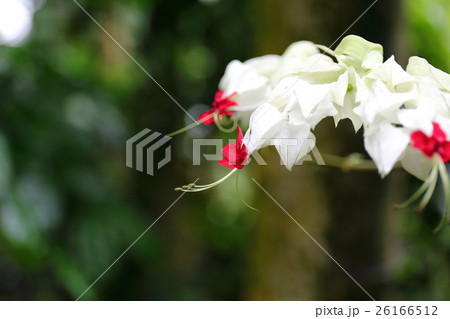 クレロデンドロム・トムソニアエ クレロデンドロム・トムソニアエ 26166512