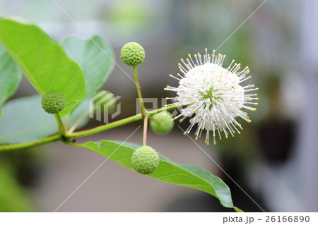 タマガサノキの花 タマガサノキの花 26166890