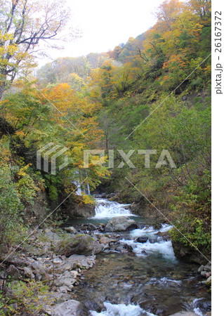 紅葉の刈込池トレッキング 渓流（福井県 大野市 ハイキング） 26167372