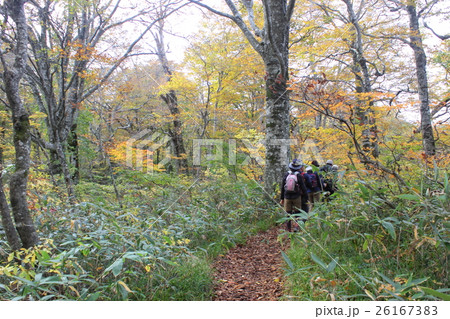 紅葉の刈込池トレッキング（福井県 大野市 ハイキング） 26167383