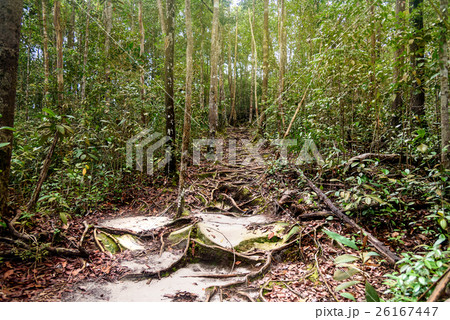 Trail in the rainforest at Bako National Park 26167447