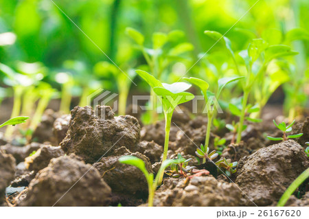 Young plant in the morning with sun light Young plant in the morning with sun light 26167620