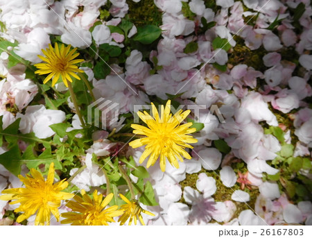 タンポポと桜の花びら 26167803