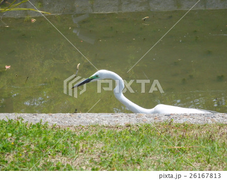 ダイサギ 繁殖期 ダイサギ 繁殖期 26167813