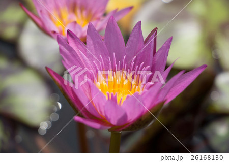 熱帯スイレン　紫　クイーンオブサイアム 26168130