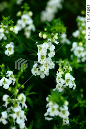 ベロニカ・スピカタ 白色の花 ベロニカ・スピカタ 白色の花 26168893