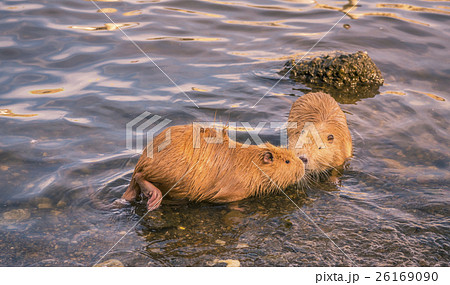 Two cute coypu kissing on water Two cute coypu kissing on water 26169090